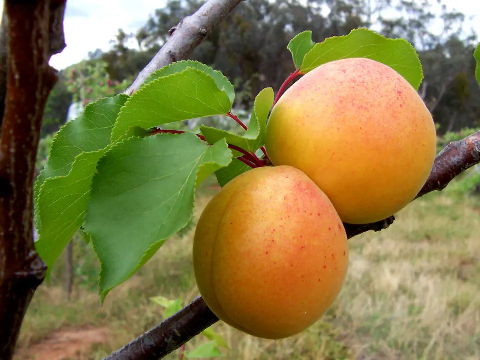 Apricots on the branch